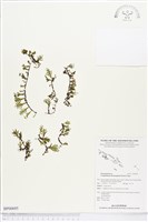 藏品(闊邊假脈蕨、變葉假脈蕨)的圖片