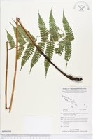 藏品(粗柄雙蓋蕨)的圖片