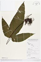 藏品(傅氏三叉蕨)的圖片