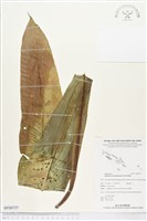 藏品(南洋山蘇花)的圖片