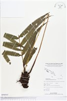 藏品(大葉毛蕨)的圖片