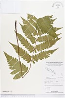 藏品(屏東三叉蕨)的圖片