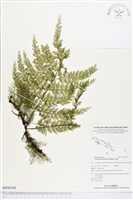 藏品(大葉瓶蕨)的圖片