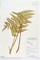 藏品(瓦氏鳳尾蕨)的圖片