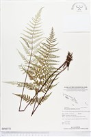 藏品(粉葉蕨)的圖片