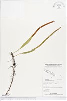 藏品(抱樹石葦)的圖片