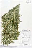 藏品(全緣卷柏)的圖片