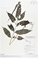 藏品(尾葉實蕨)的圖片