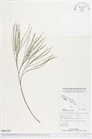 藏品(松葉蕨)的圖片