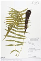 藏品(薄葉梳毛蕨、縮羽小毛蕨)的圖片