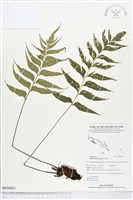 藏品(革葉鐵角蕨)的圖片