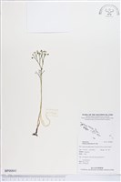 藏品(分枝莎草蕨)的圖片