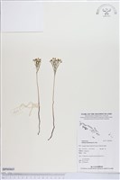 藏品(分枝莎草蕨)的圖片