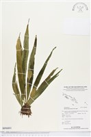 藏品(尖嘴蕨)的圖片