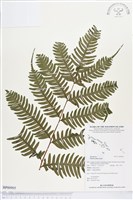 藏品(溪鳳尾蕨)的圖片