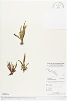 藏品(毛禾葉蕨)的圖片