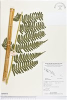 藏品(三腳鳳尾蕨)的圖片