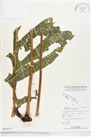 藏品()的圖片
