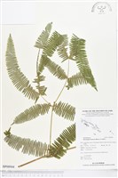 藏品(芒萁)的圖片