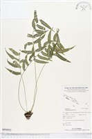 藏品(鈍齒鐵角蕨)的圖片