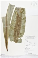 藏品(臺灣山蘇花)的圖片