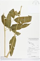 藏品(全緣鳳丫蕨)的圖片