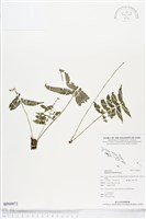 藏品(鈍齒鐵角蕨)的圖片