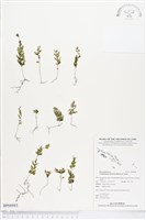 藏品(團扇蕨)的圖片