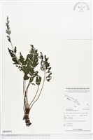 藏品(菲律賓厚葉蕨)的圖片