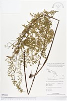 藏品(大羽鐵角蕨)的圖片