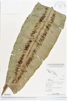 藏品(臺灣山蘇花)的圖片