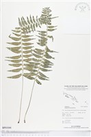 藏品(鈍齒鐵角蕨)的圖片