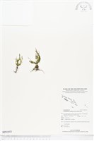 藏品(姬荷包蕨)的圖片