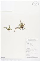 藏品()的圖片