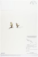 藏品()的圖片