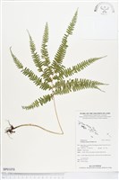 藏品(網脈鱗始蕨)的圖片