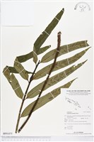 藏品(南海鐵角蕨)的圖片