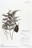 藏品(大球稈毛蕨)的圖片