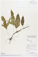 藏品(海岸擬茀蕨、海岸星蕨)的圖片
