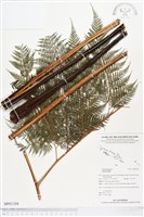 藏品()的圖片