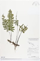 藏品(無配鐵角蕨)的圖片