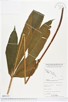 藏品()的圖片