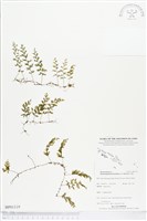 藏品(南洋厚壁蕨)的圖片