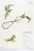 藏品(陰石蕨)的圖片