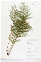 藏品(毛桿蕨)的圖片