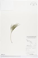 藏品(松葉蕨)的圖片