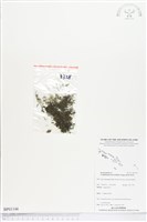 藏品(柯氏假脈蕨、假脈蕨)的圖片