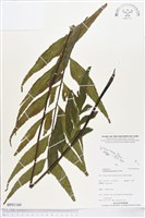 藏品(革葉鐵角蕨)的圖片