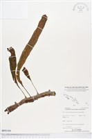 藏品(壁虎蟻蕨)的圖片