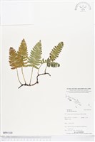 藏品(馬來陰石蕨)的圖片